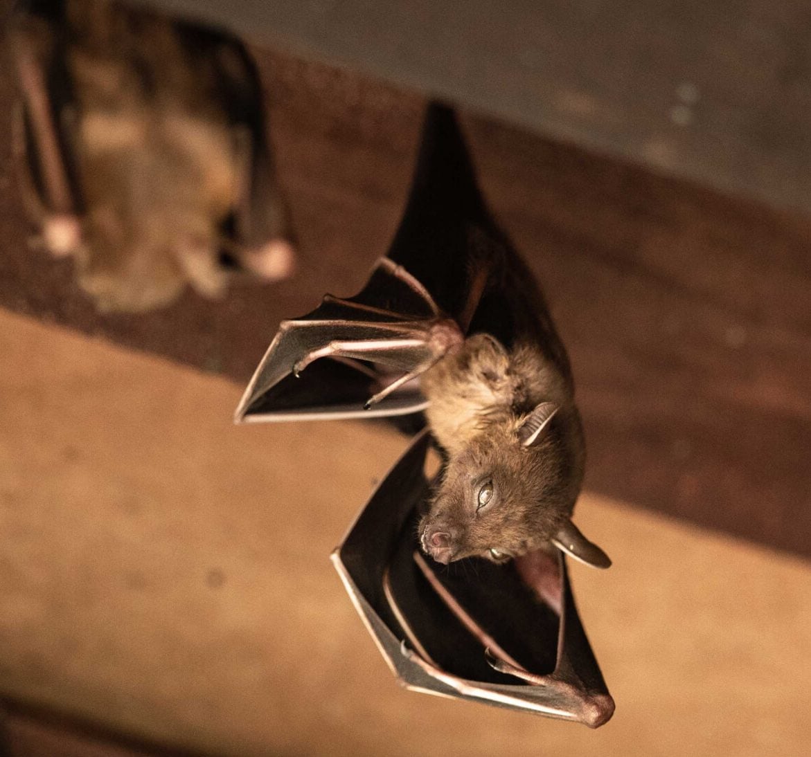Wildlife-Bats in Montgomery